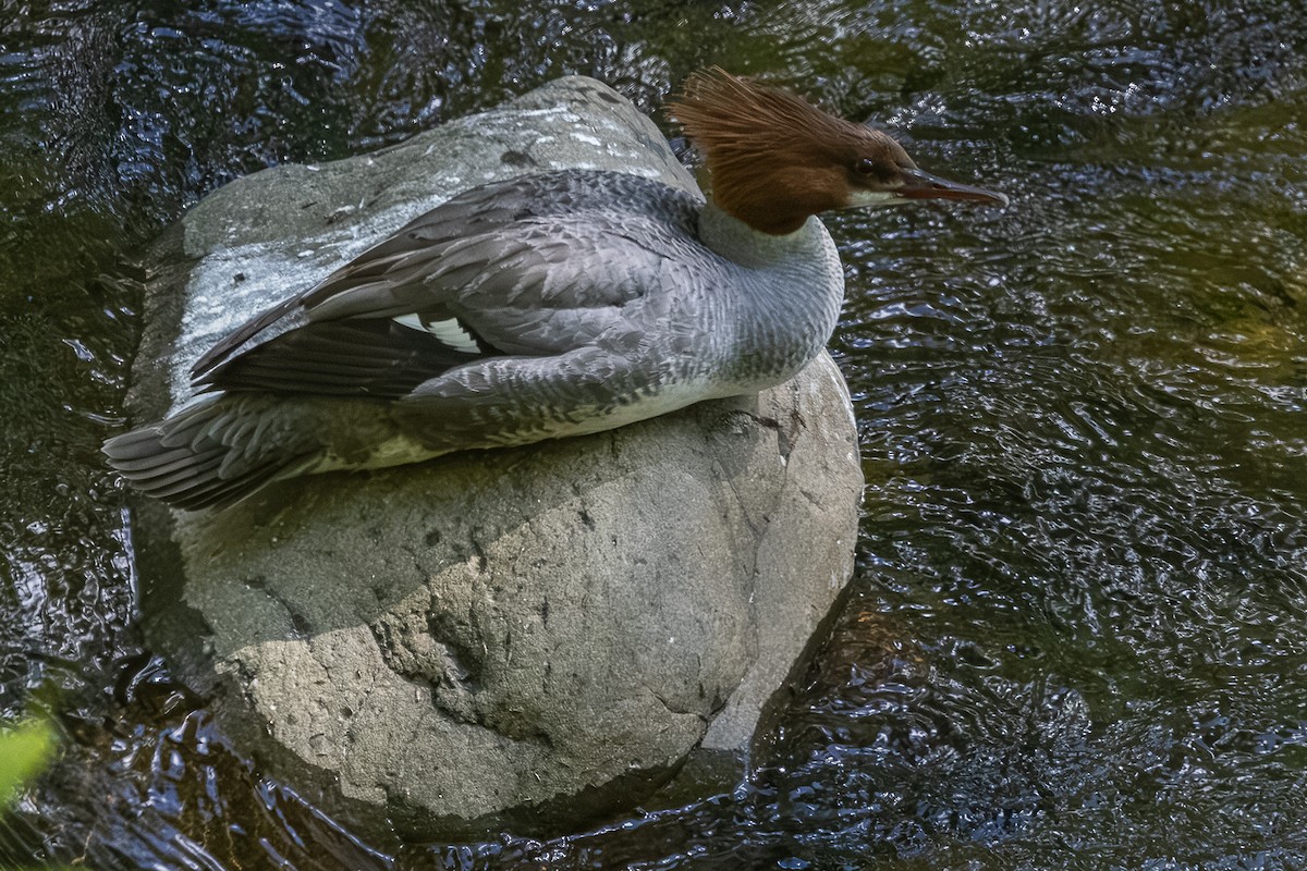 Common Merganser - ML659301216