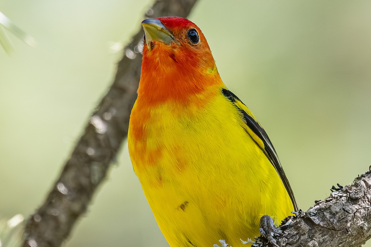 Western Tanager - ML659301234