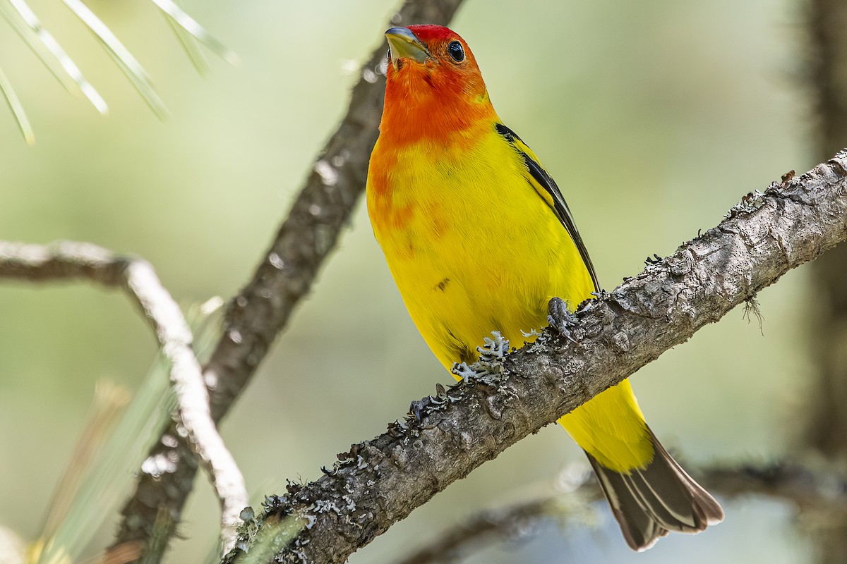 Western Tanager - ML659301235