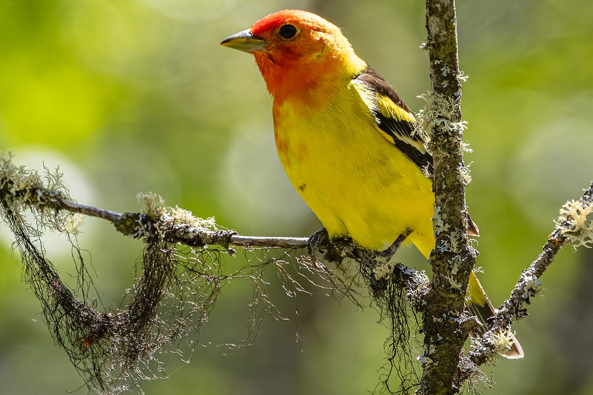 Western Tanager - ML659301242