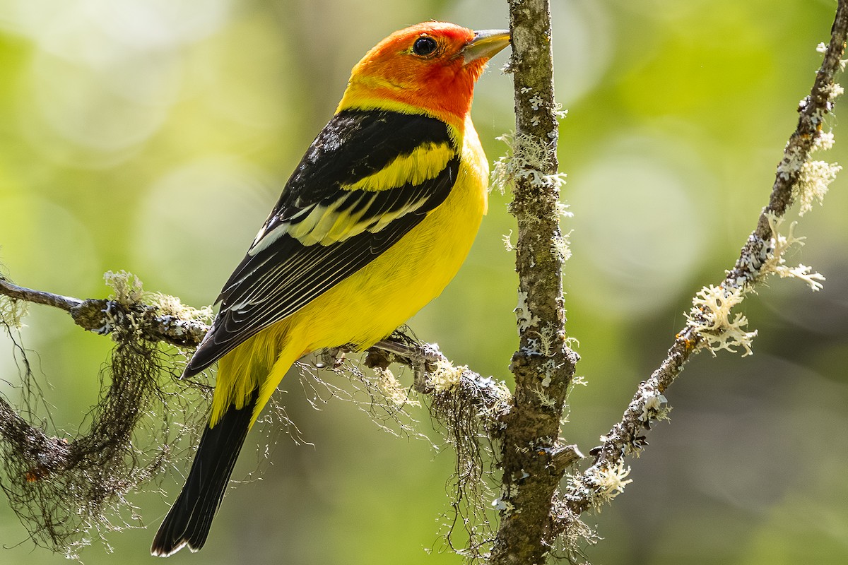 Western Tanager - ML659301243