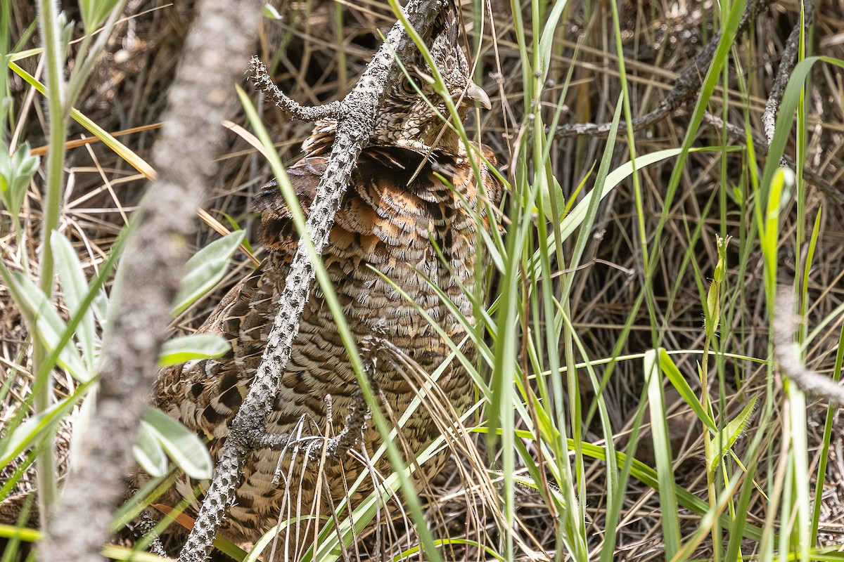 Ruffed Grouse - ML659301301