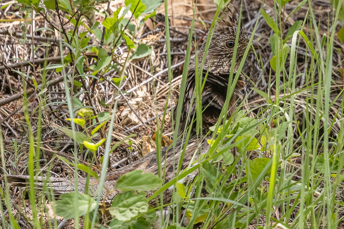 Ruffed Grouse - ML659301313