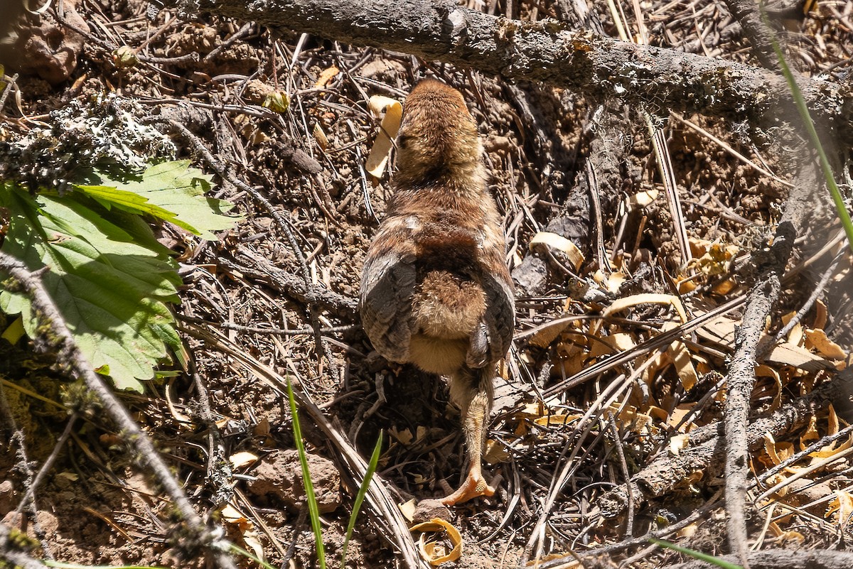 Ruffed Grouse - ML659301331