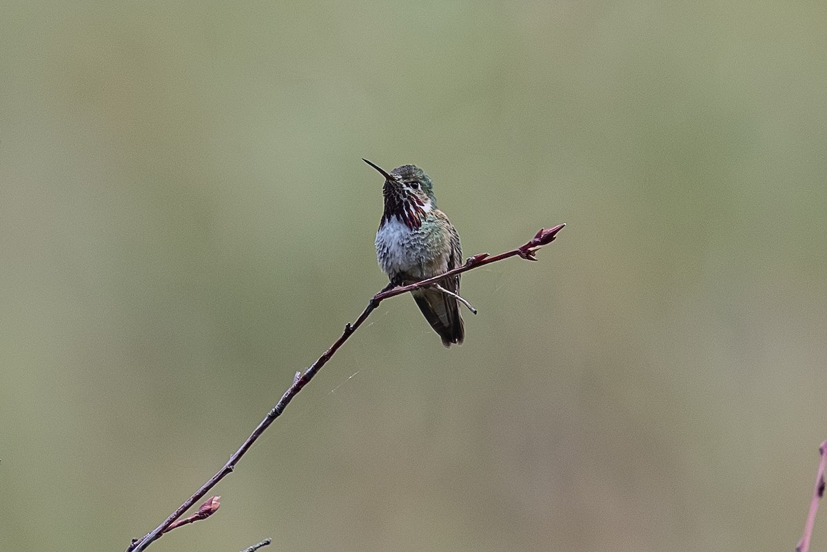 Calliope Hummingbird - ML659301472