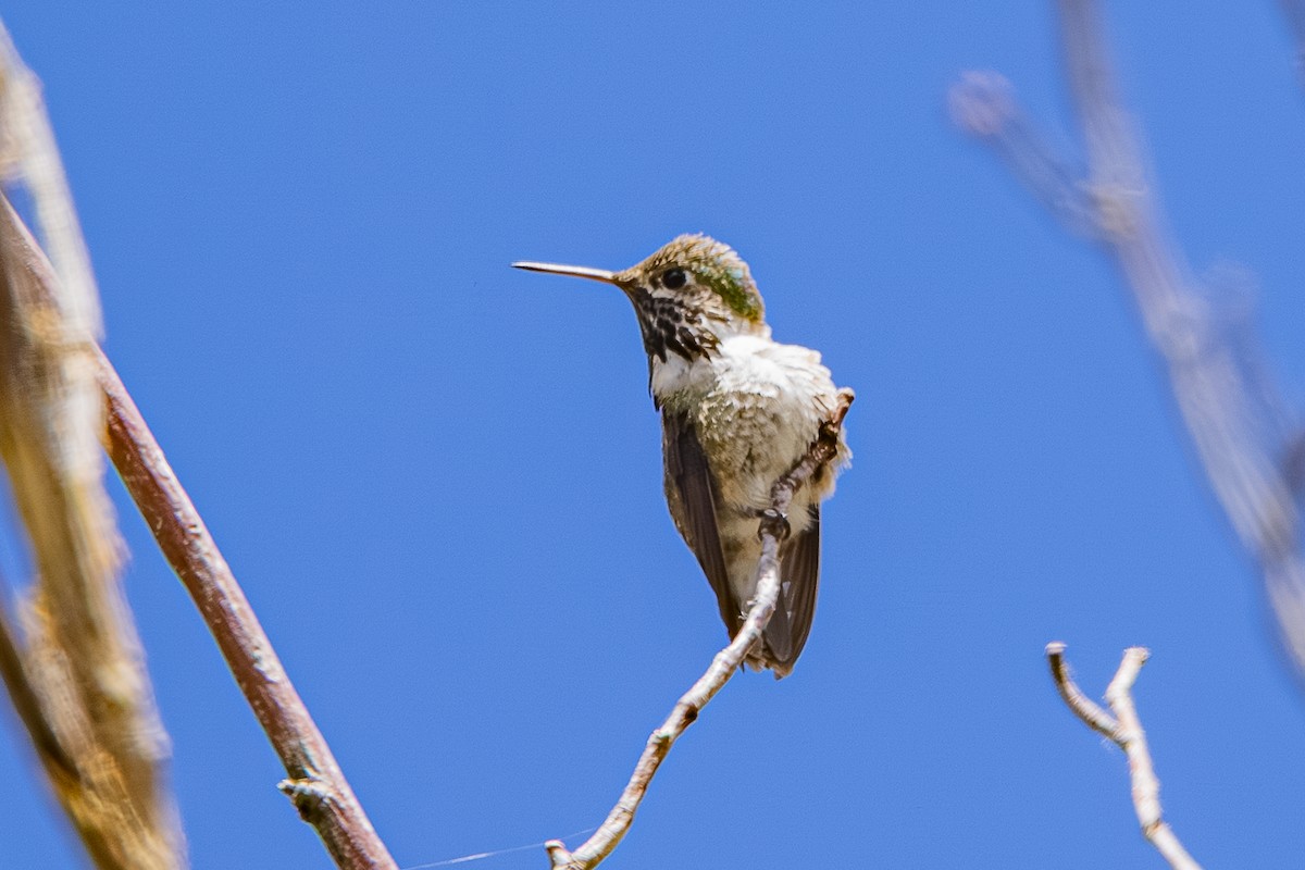 Calliope Hummingbird - ML659301476
