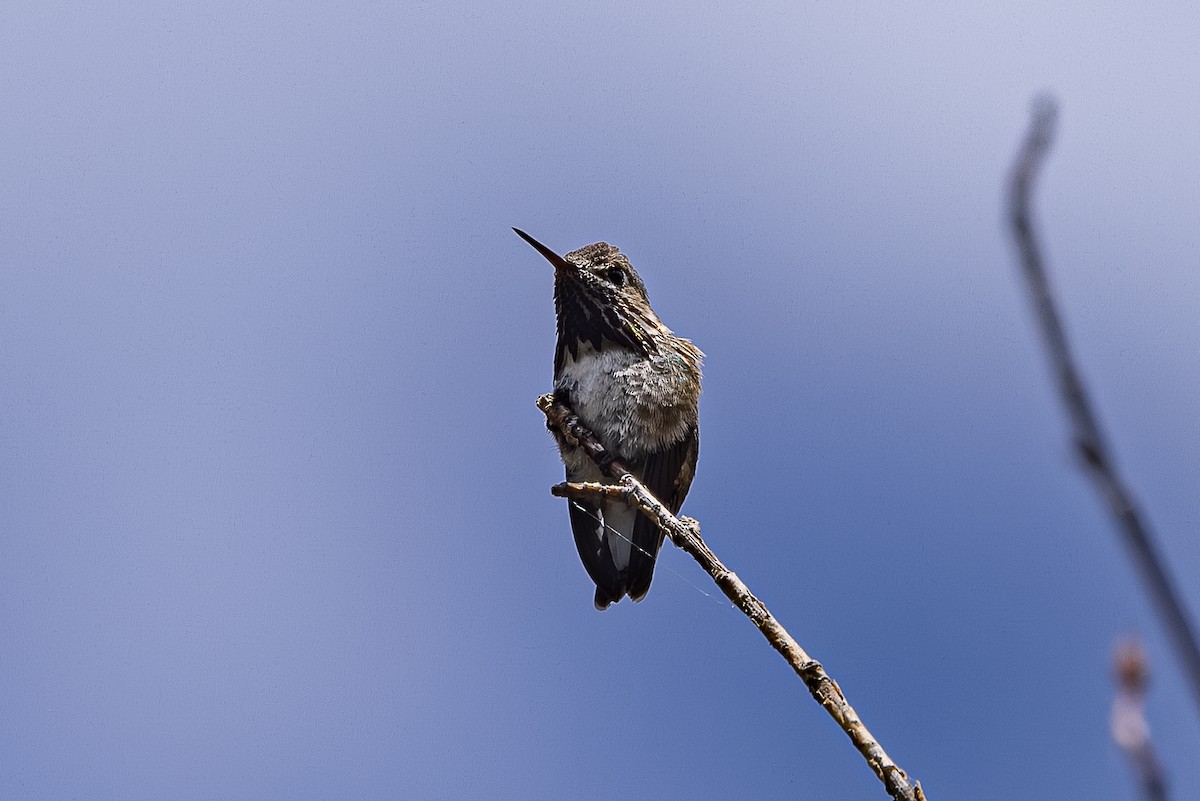 Calliope Hummingbird - ML659301483