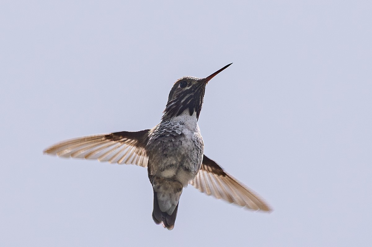 Calliope Hummingbird - ML659301499
