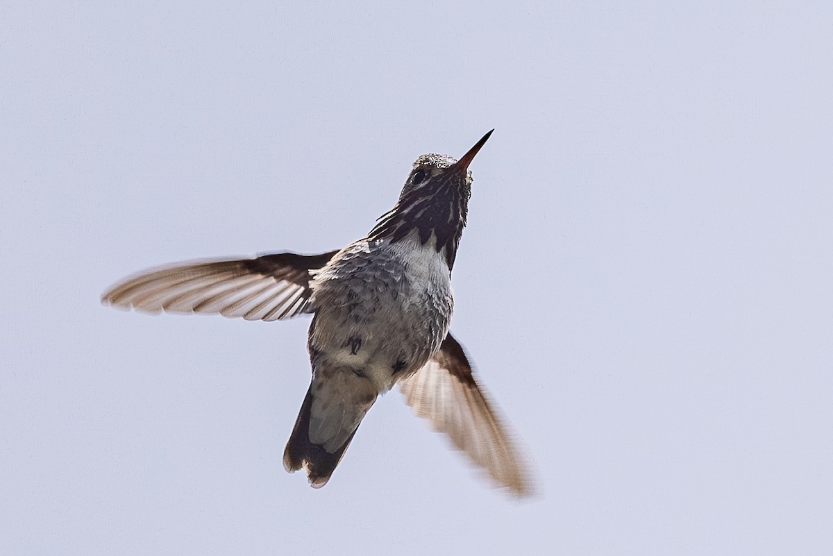 Calliope Hummingbird - ML659301504