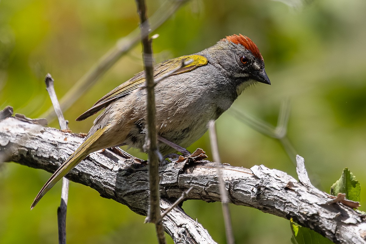 Green-tailed Towhee - ML659301517