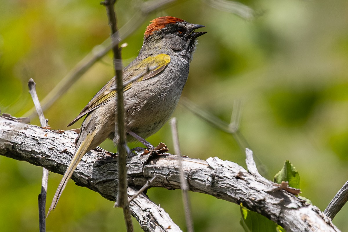 Green-tailed Towhee - ML659301519