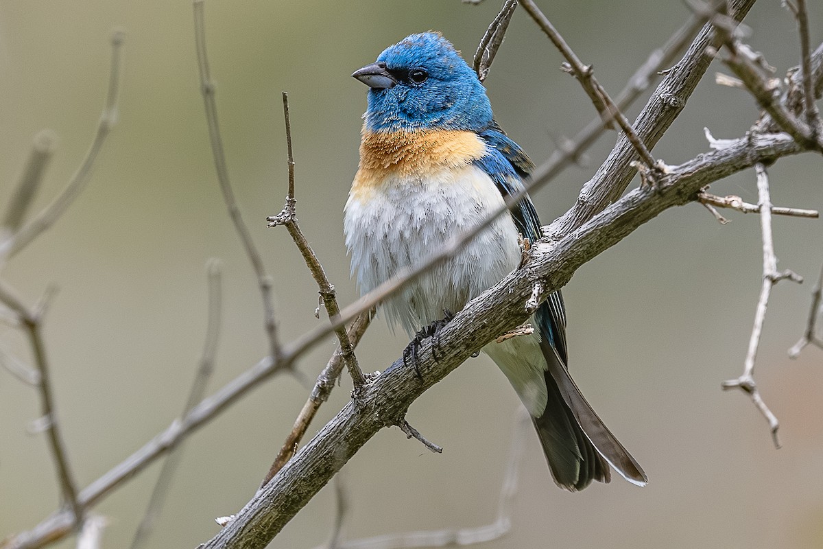 Lazuli Bunting - ML659301544