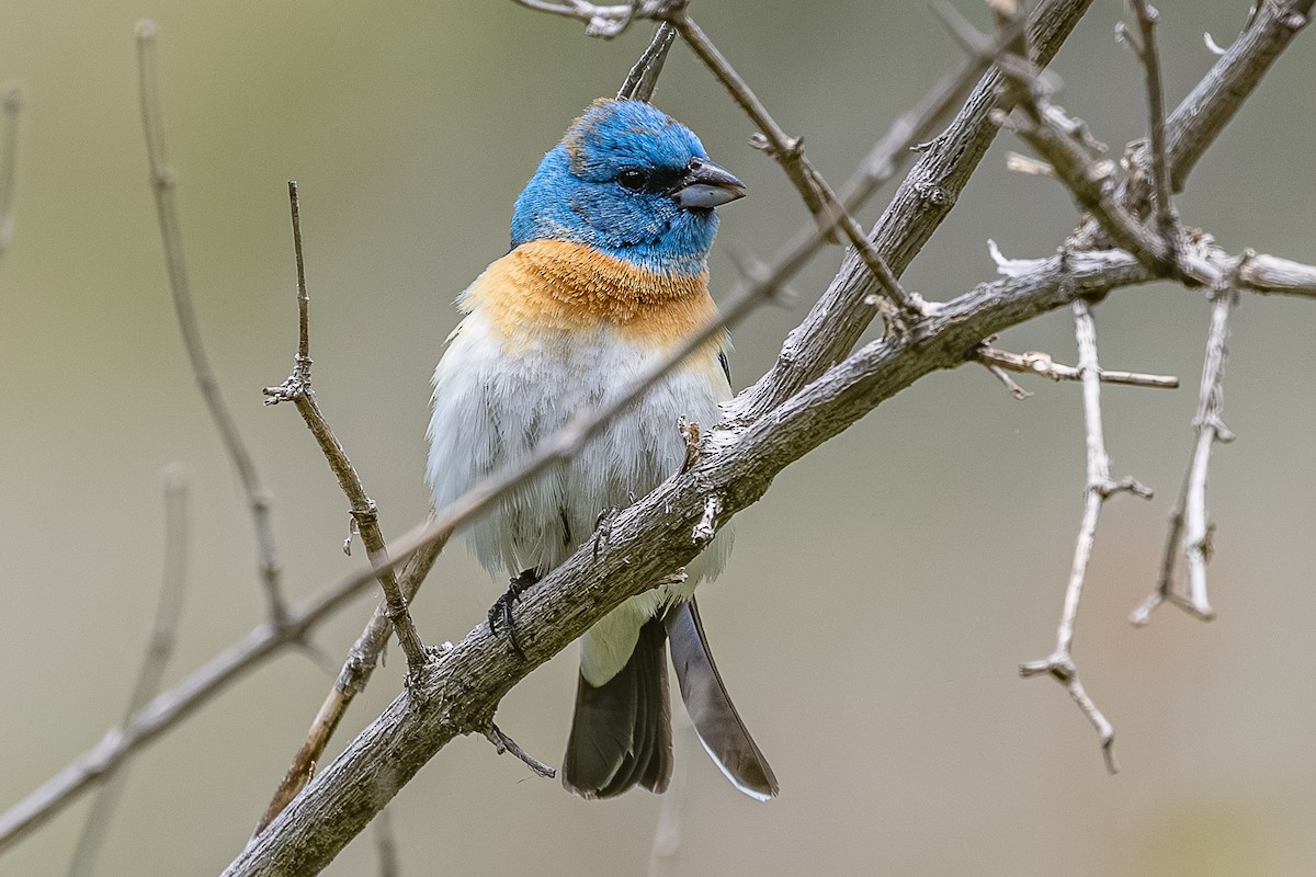 Lazuli Bunting - ML659301546