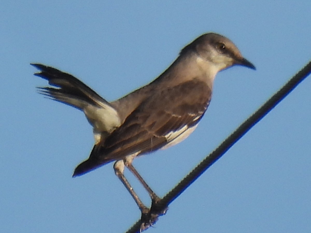 eBird Checklist - 28 May 2026 - Junction--Easter Pageant Hill - 19 species