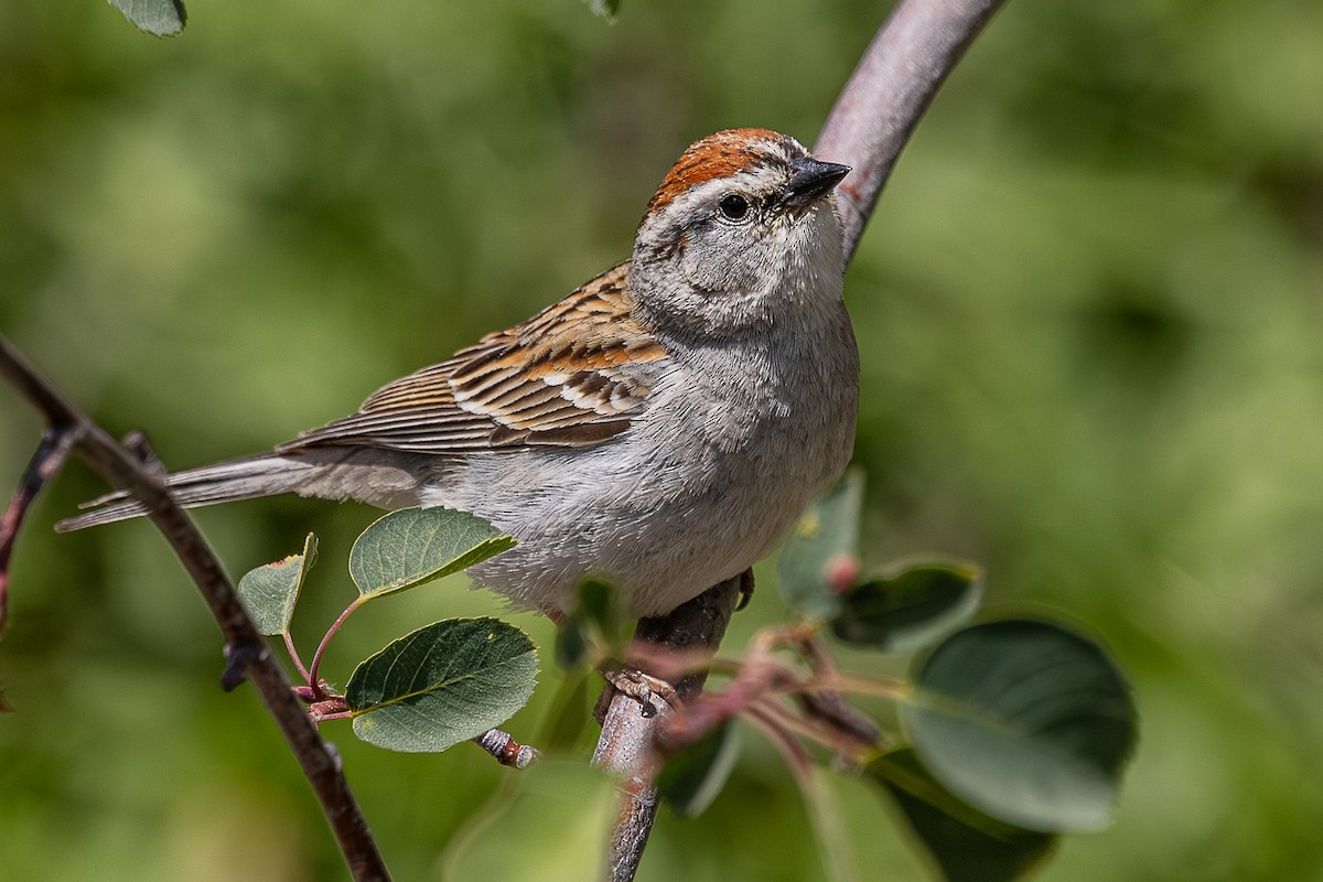 Chipping Sparrow - ML659301579