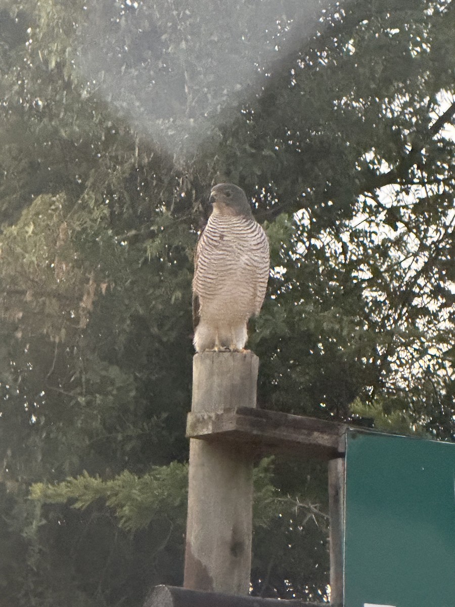 African Goshawk - ML659301592