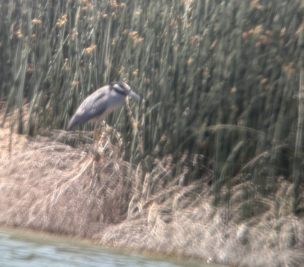 Yellow-crowned Night Heron - ML659302356
