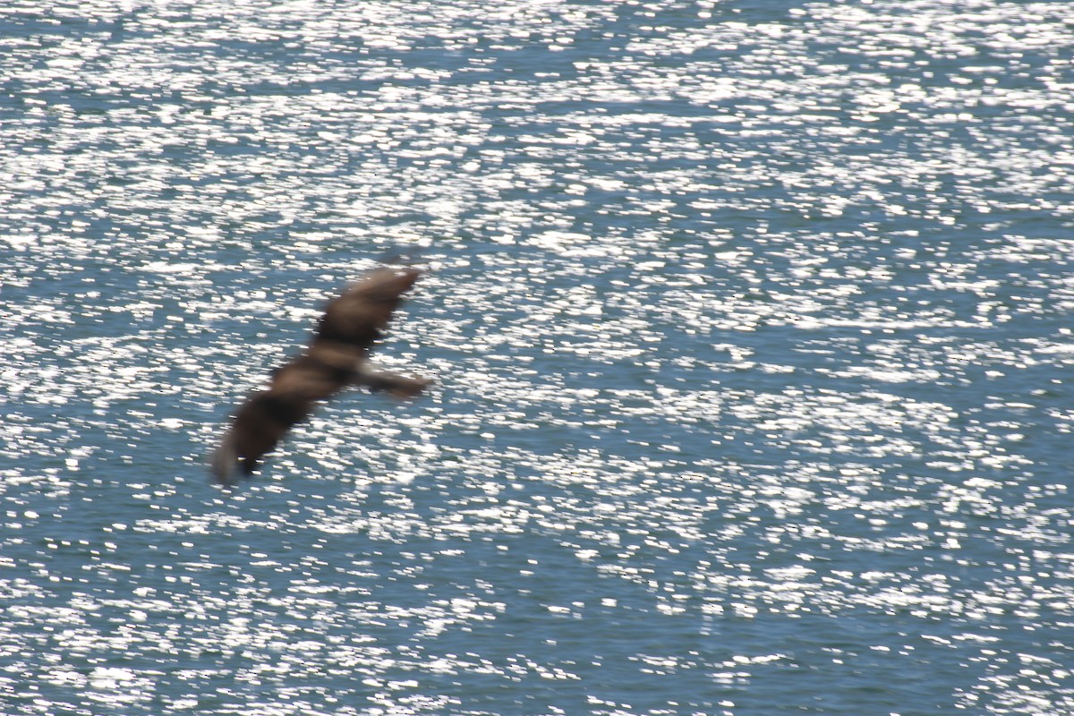 Petreltzar argia - ML659303109