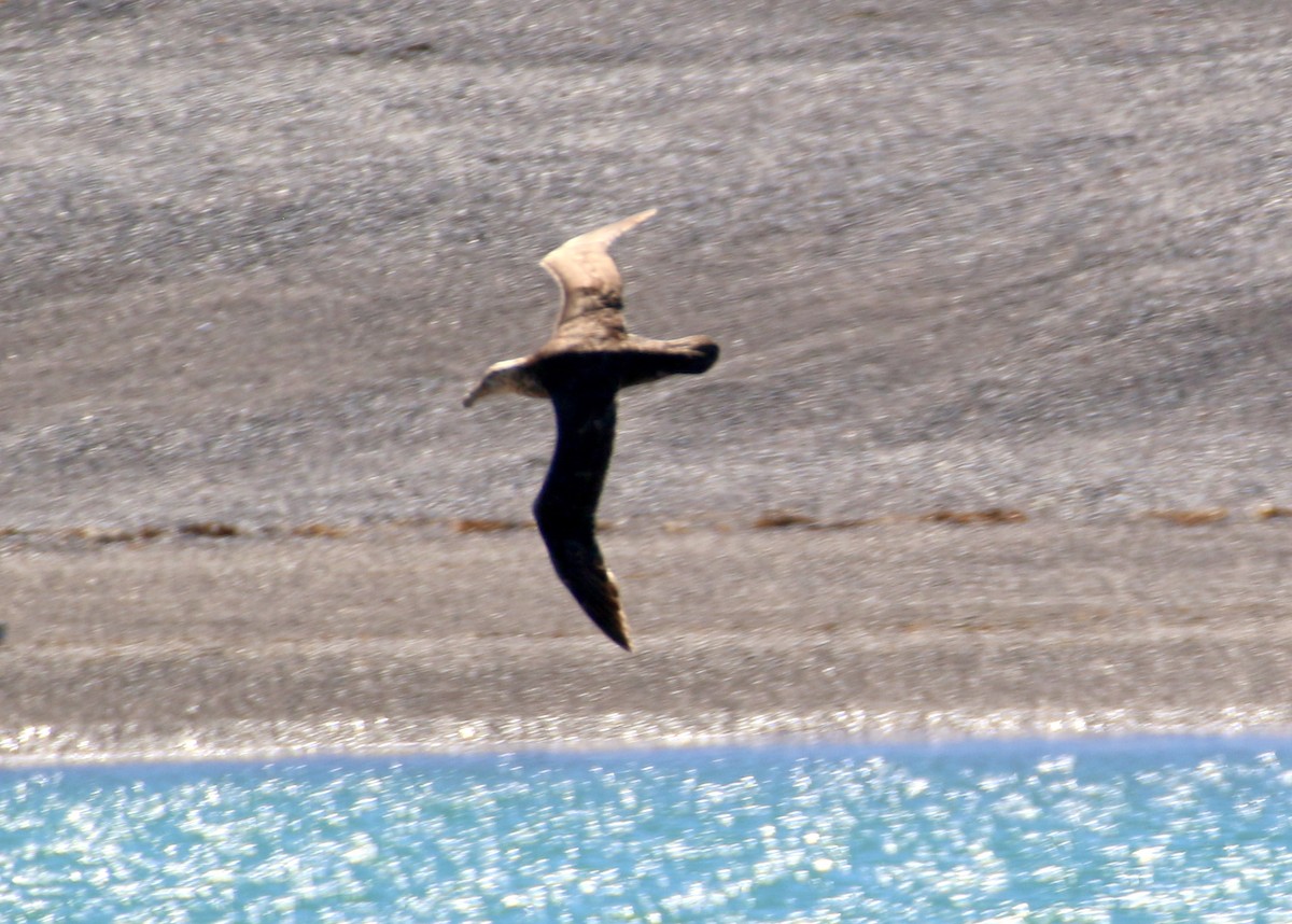 Petreltzar argia - ML659303110