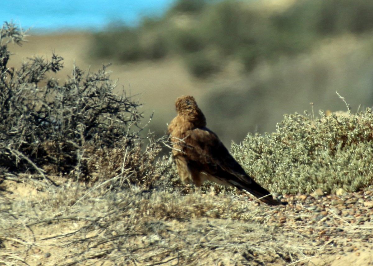 Chimango Caracara - ML659303128