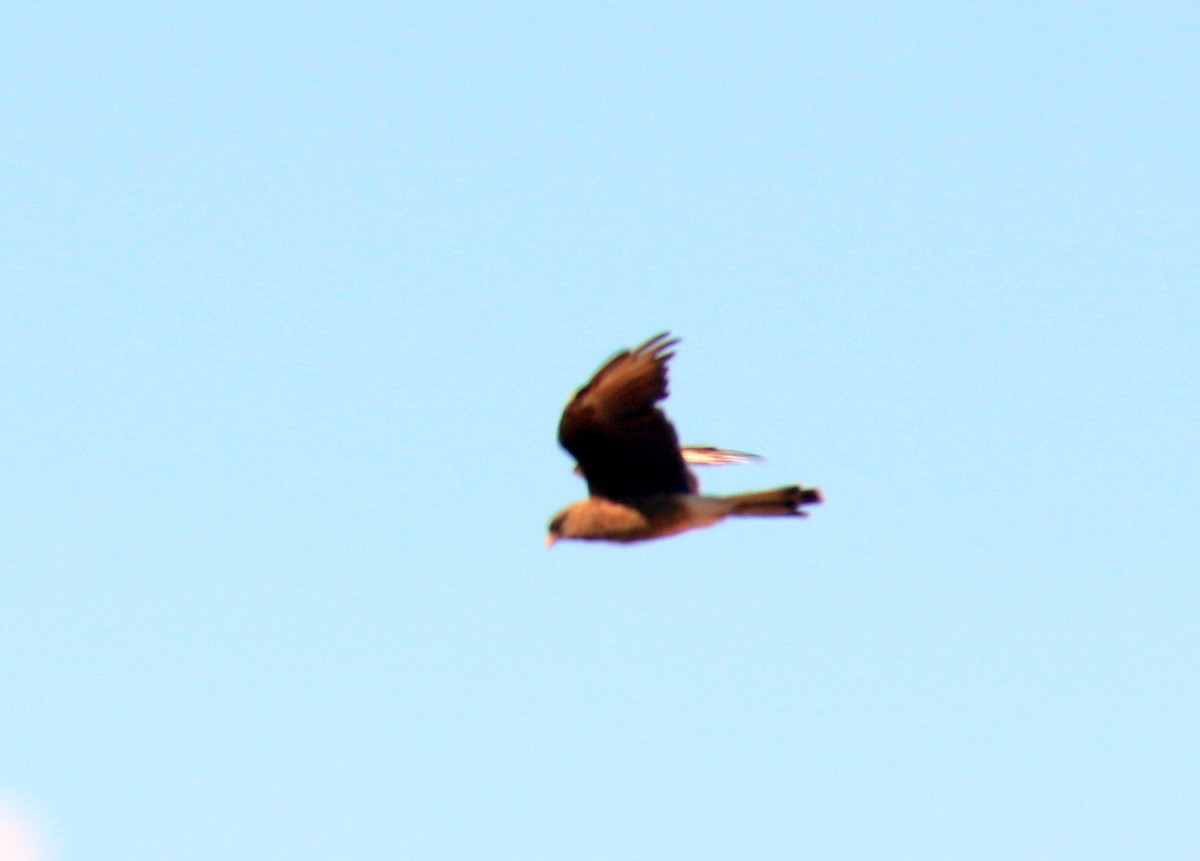 Chimango Caracara - ML659303130