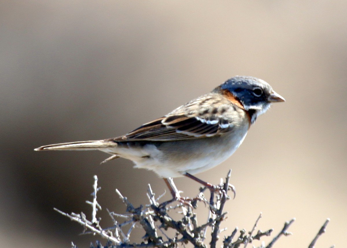 Rufous-collared Sparrow - ML659303168