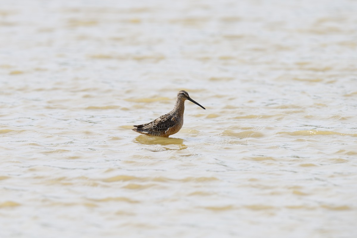 langnebbekkasinsnipe - ML659303176