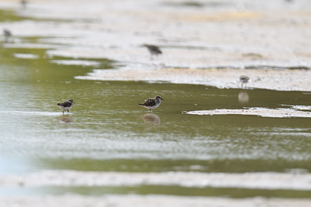 pygmésnipe - ML659303183
