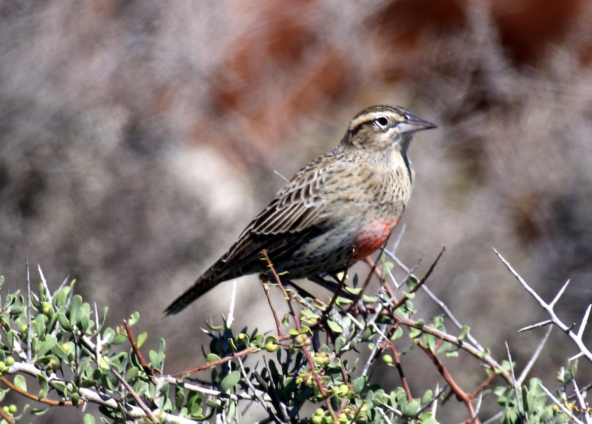 Long-tailed Meadowlark - ML659303486