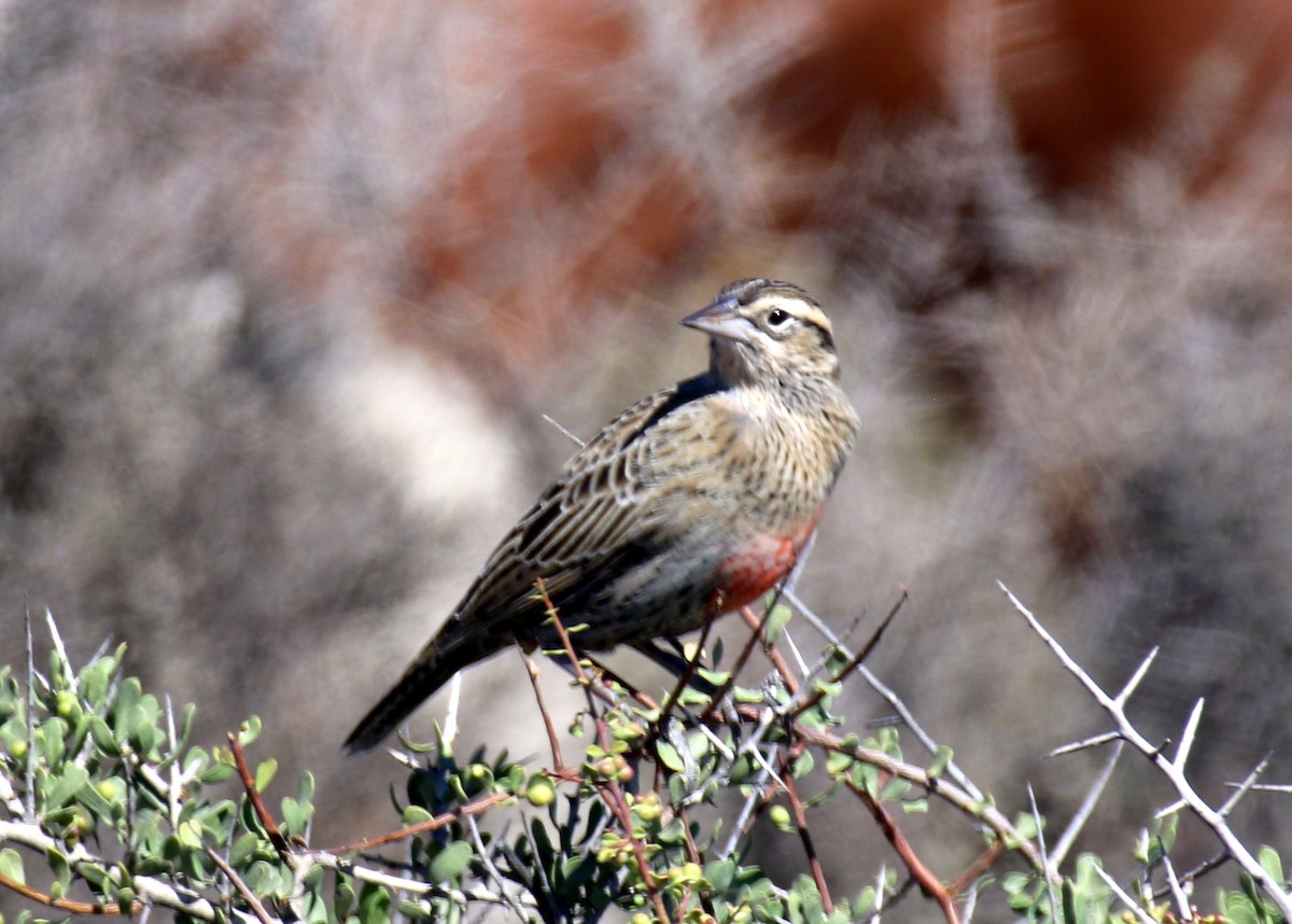 Long-tailed Meadowlark - ML659303494