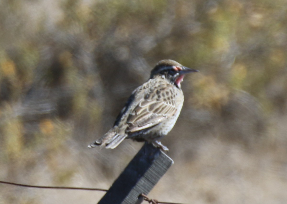 Long-tailed Meadowlark - ML659303497