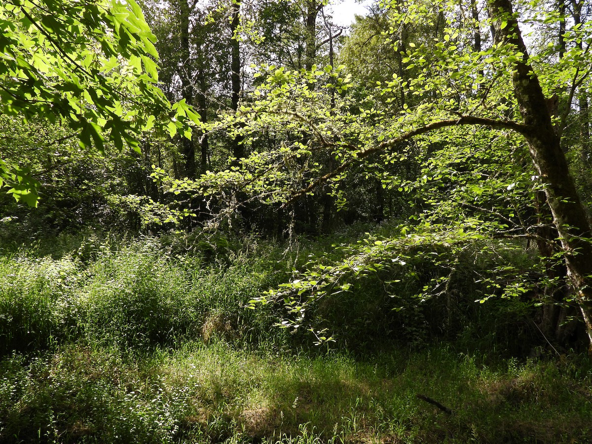 null - ML659303722