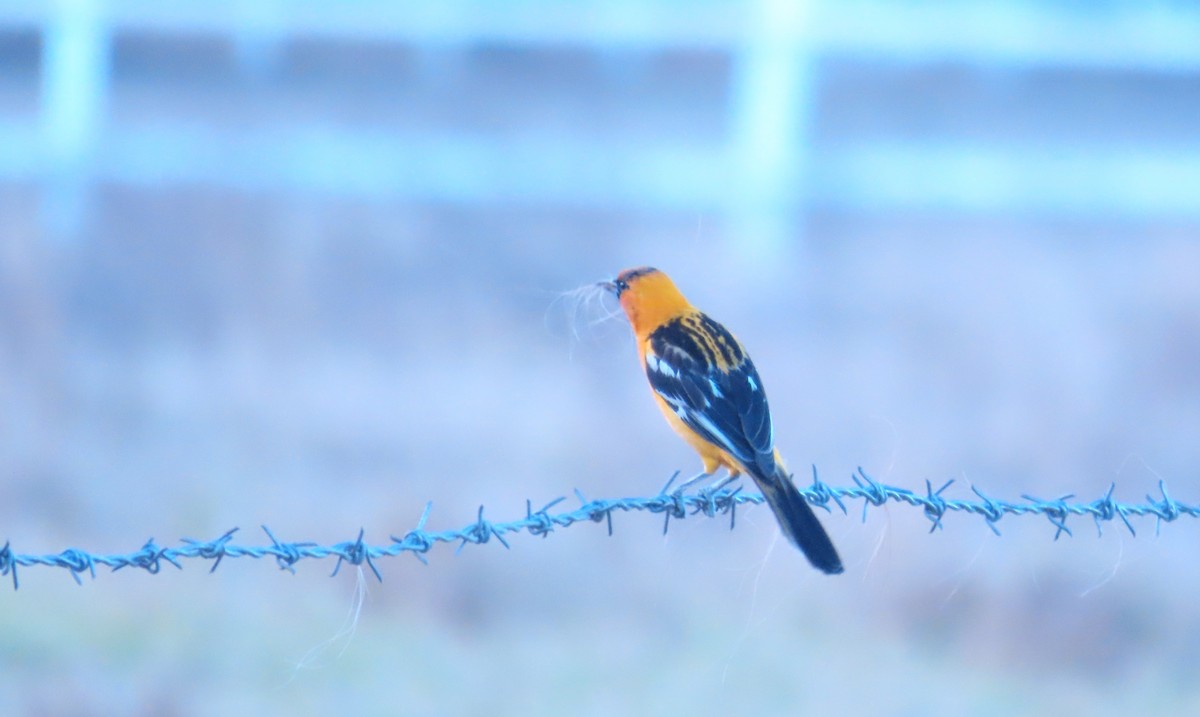 Streak-backed Oriole - ML659303808