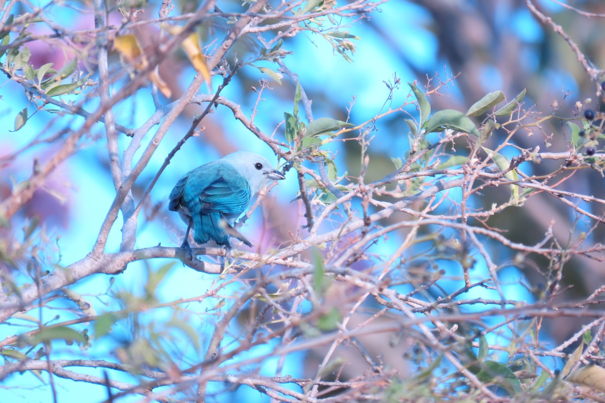 Blue-gray Tanager - ML659303820