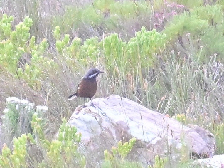 Cape Rockjumper - ML659303823