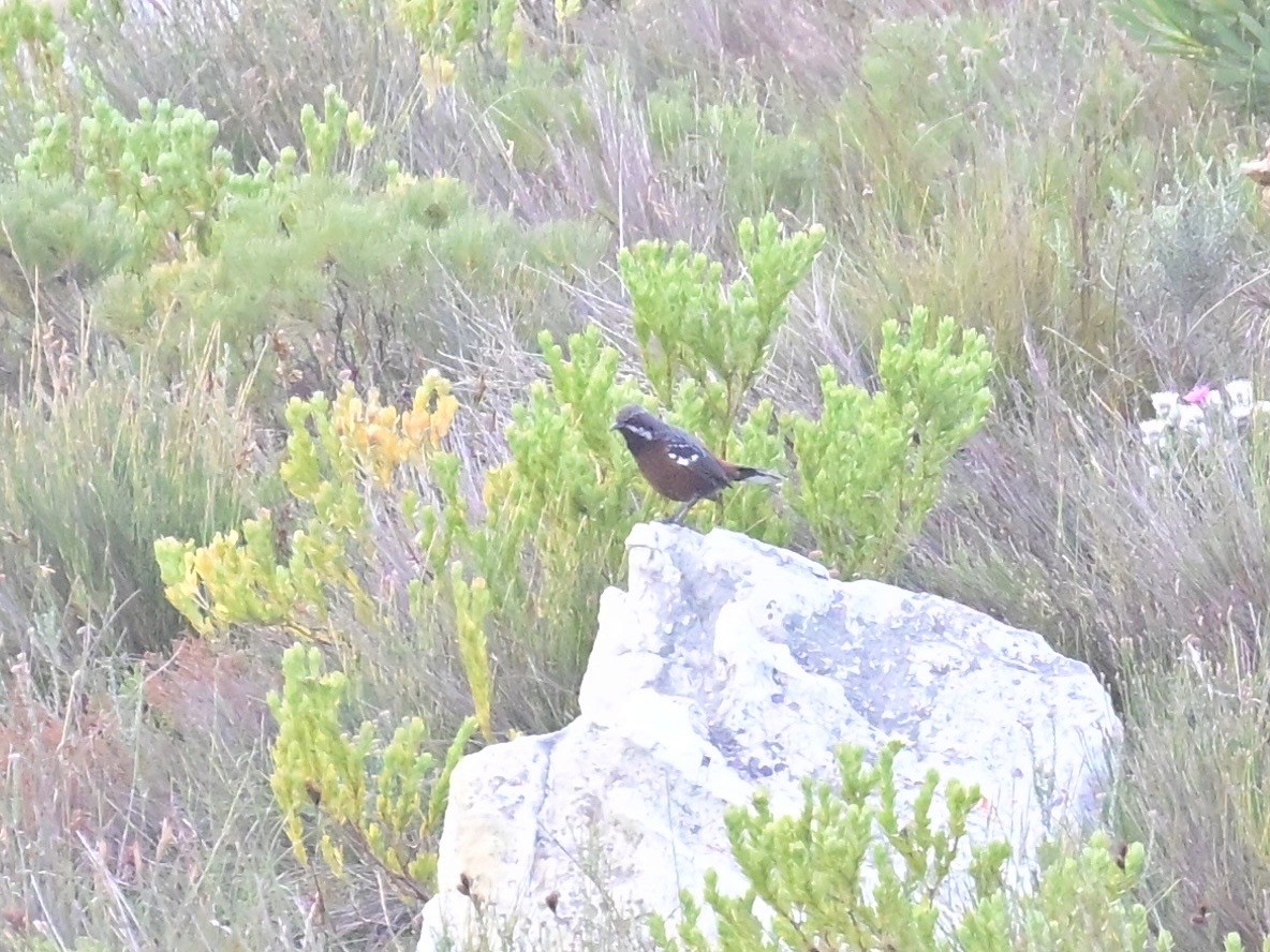Cape Rockjumper - ML659303824