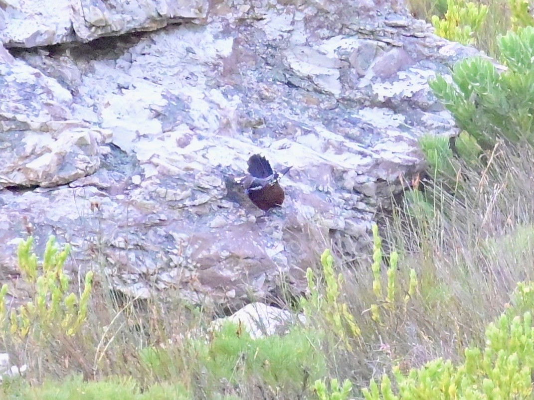Cape Rockjumper - ML659303826