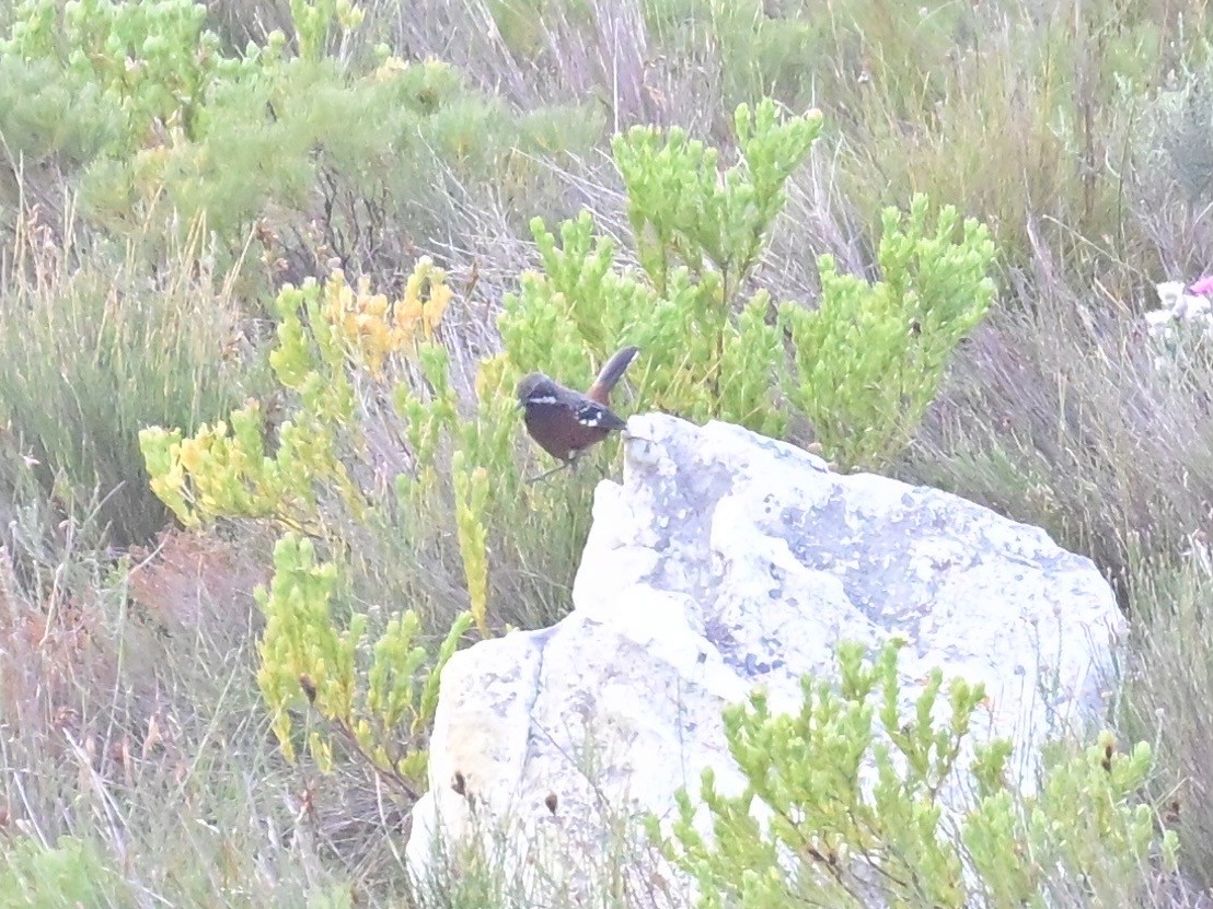 Cape Rockjumper - ML659303827