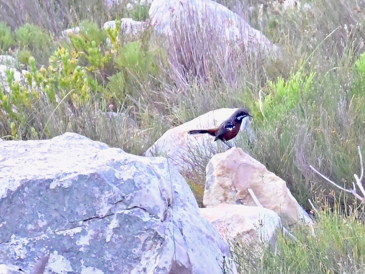 Cape Rockjumper - ML659303828