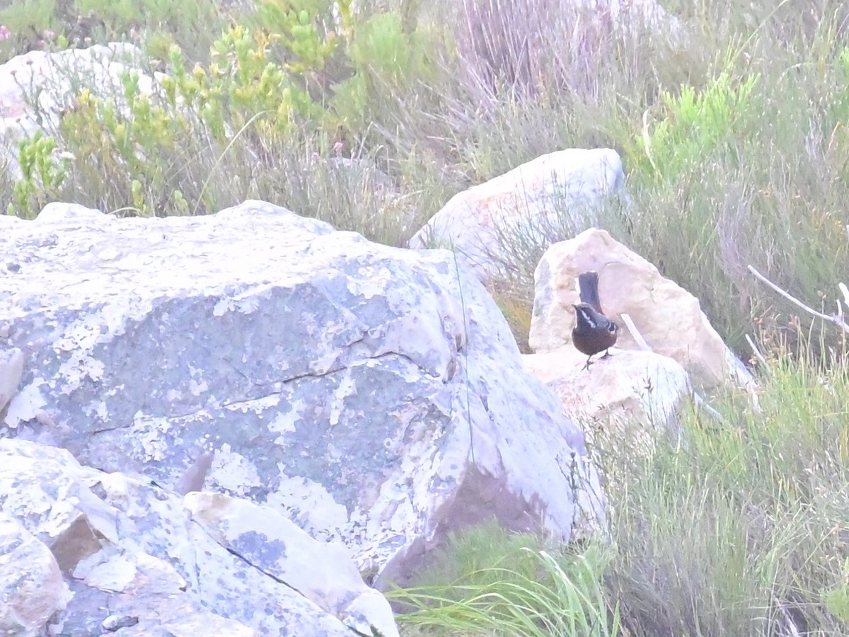 Cape Rockjumper - ML659303829