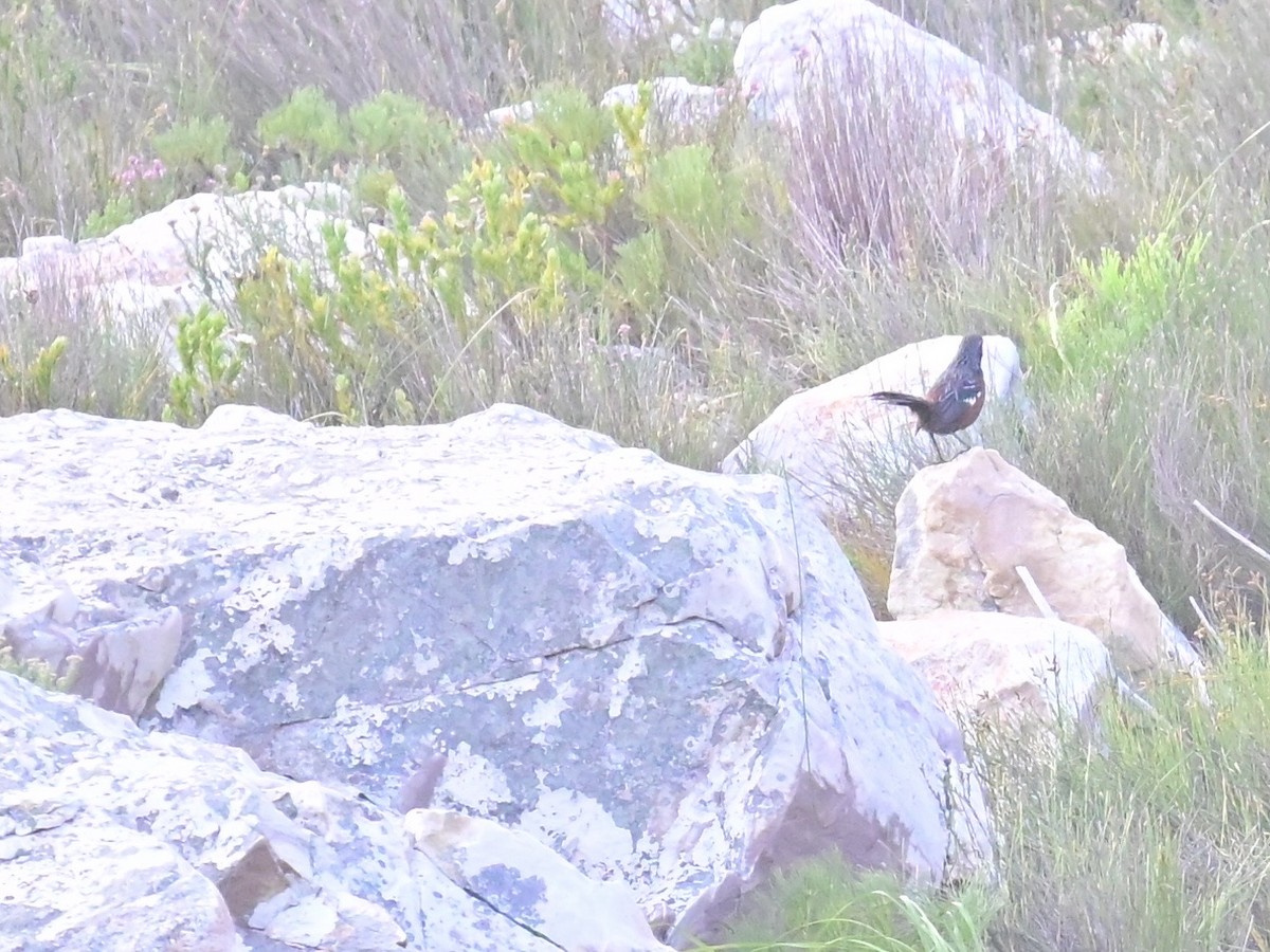 Cape Rockjumper - ML659303830