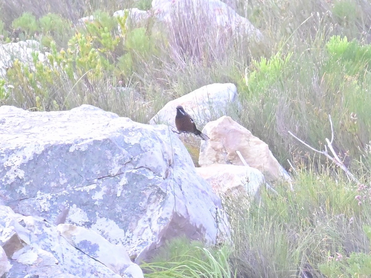 Cape Rockjumper - ML659303831