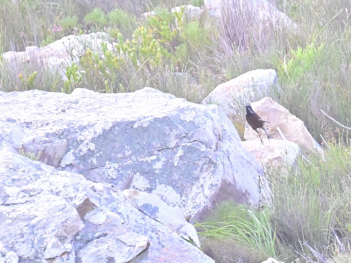Cape Rockjumper - ML659303832