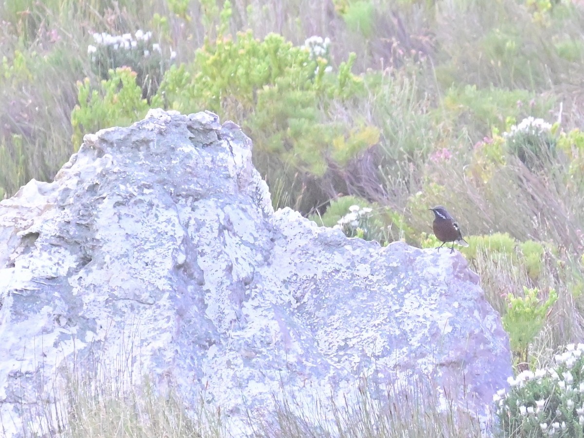 Cape Rockjumper - ML659303833