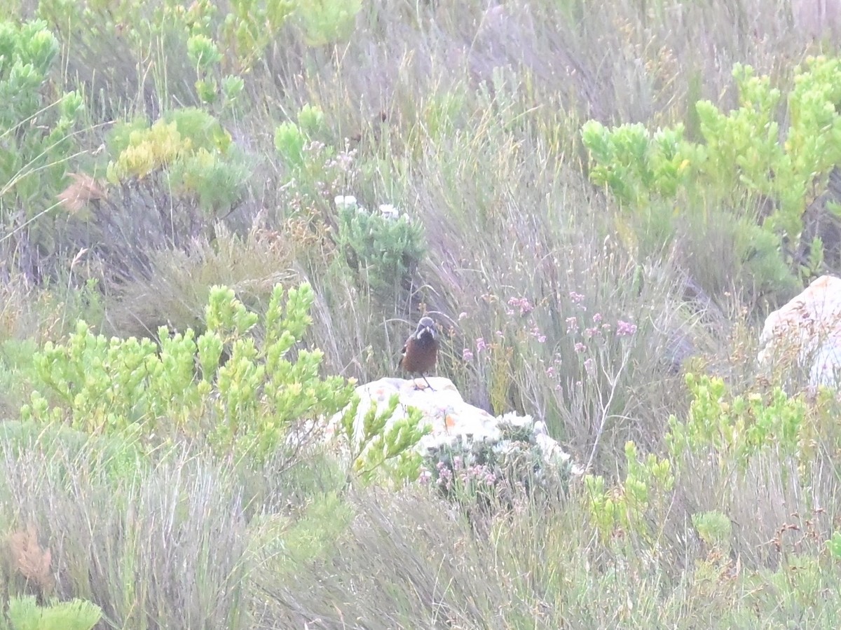Cape Rockjumper - ML659303834