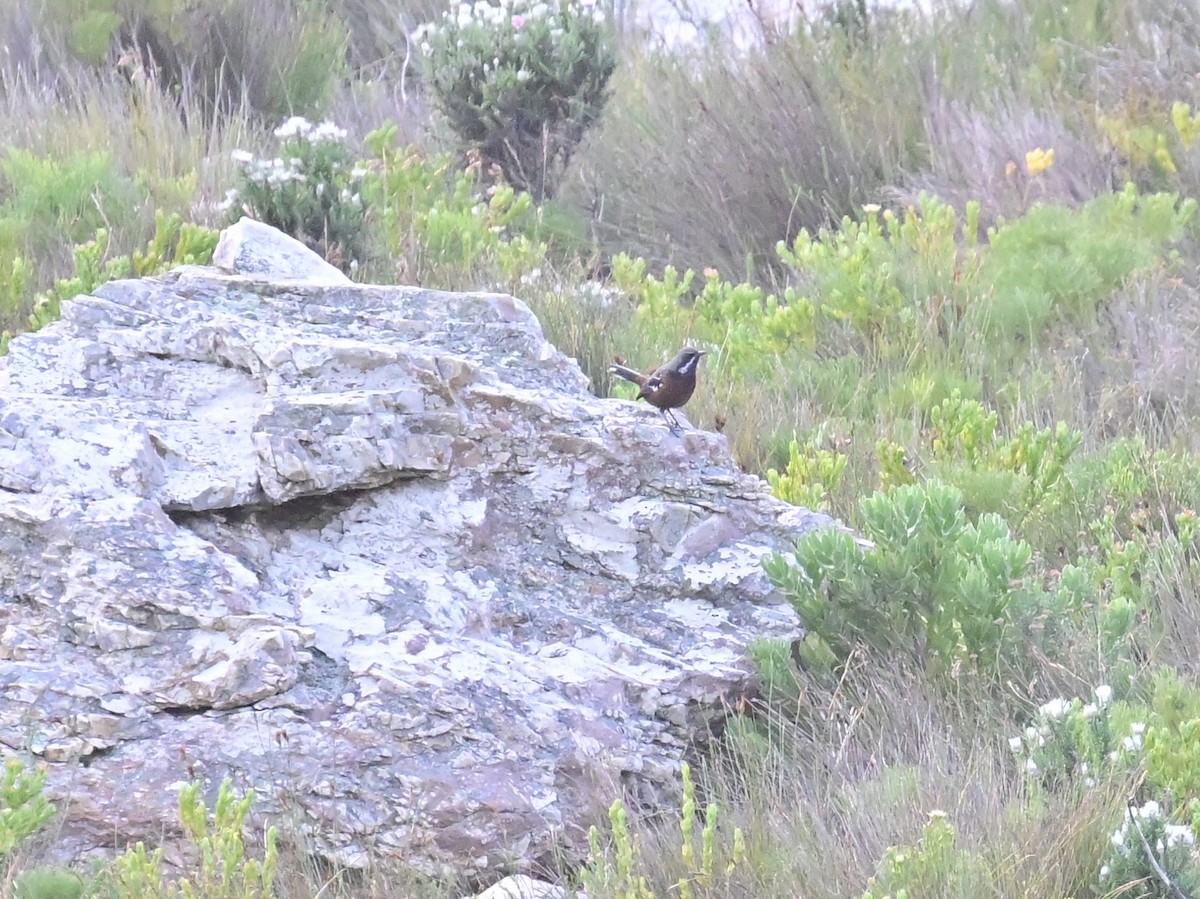 Cape Rockjumper - ML659303835