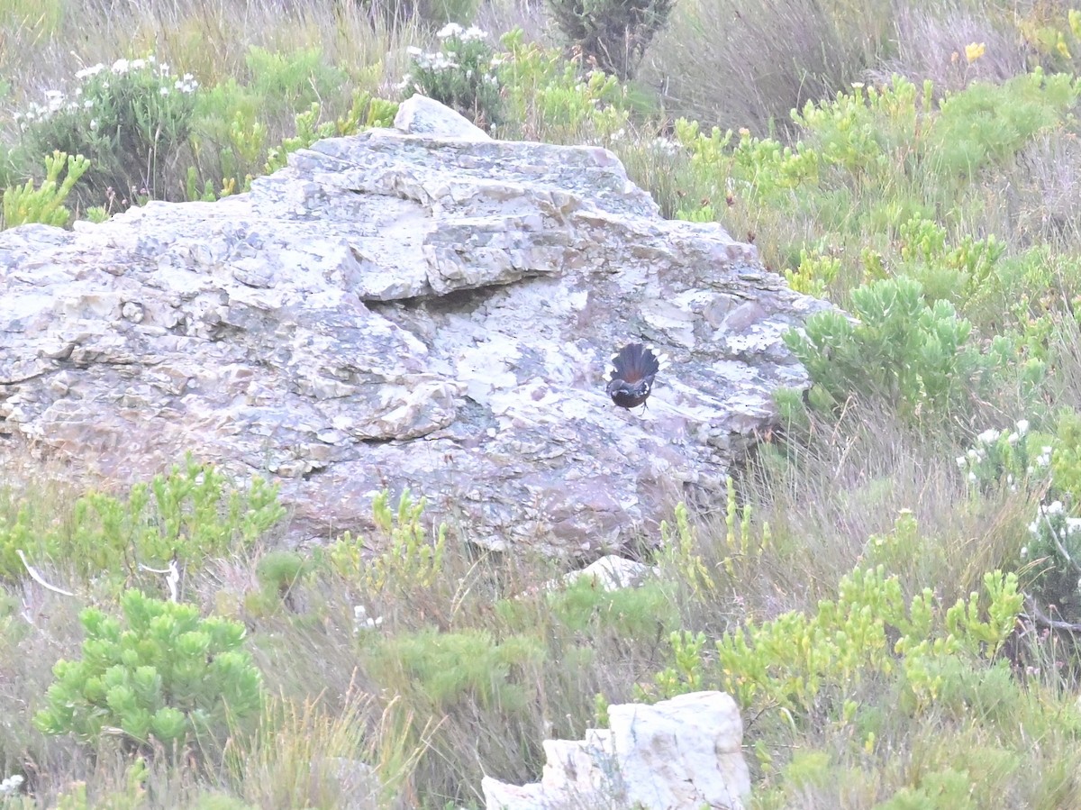 Cape Rockjumper - ML659303836