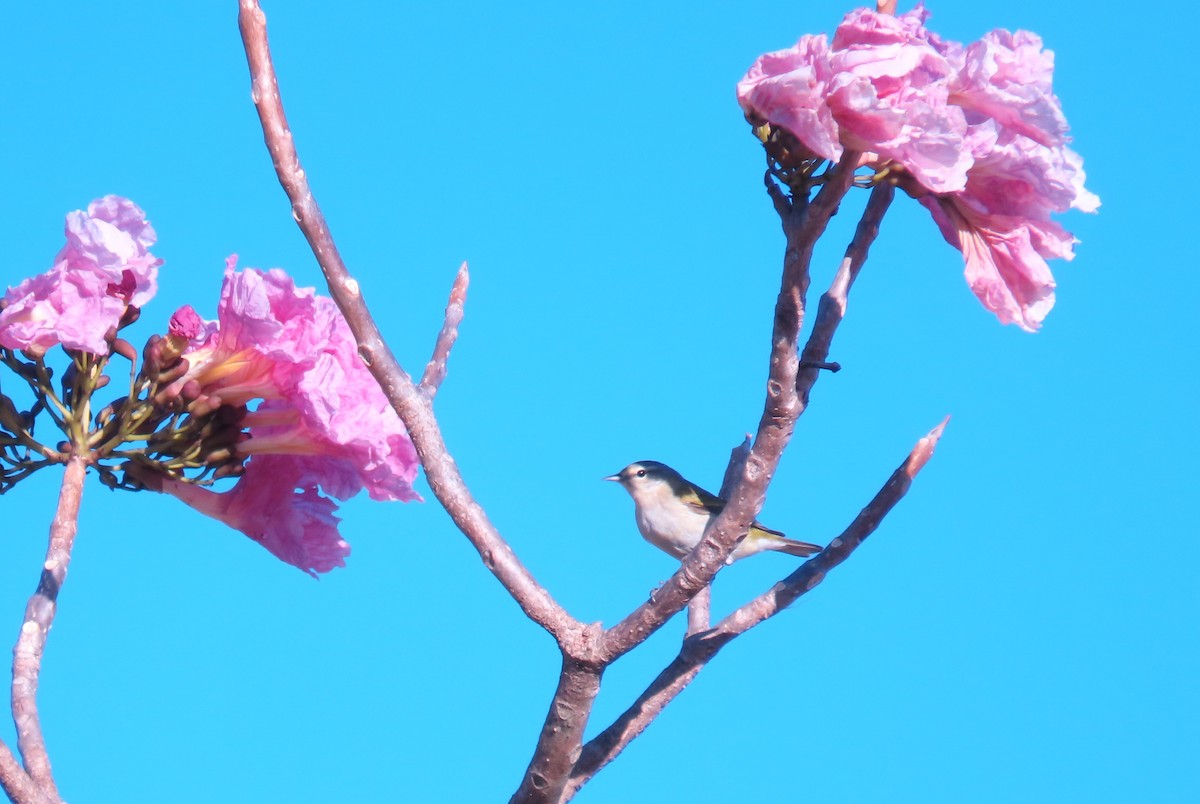 Tennessee Warbler - ML659303839