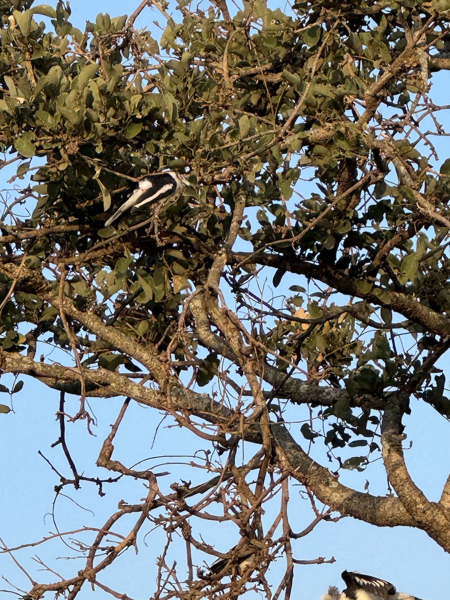 Gray-crested Helmetshrike - ML659305163