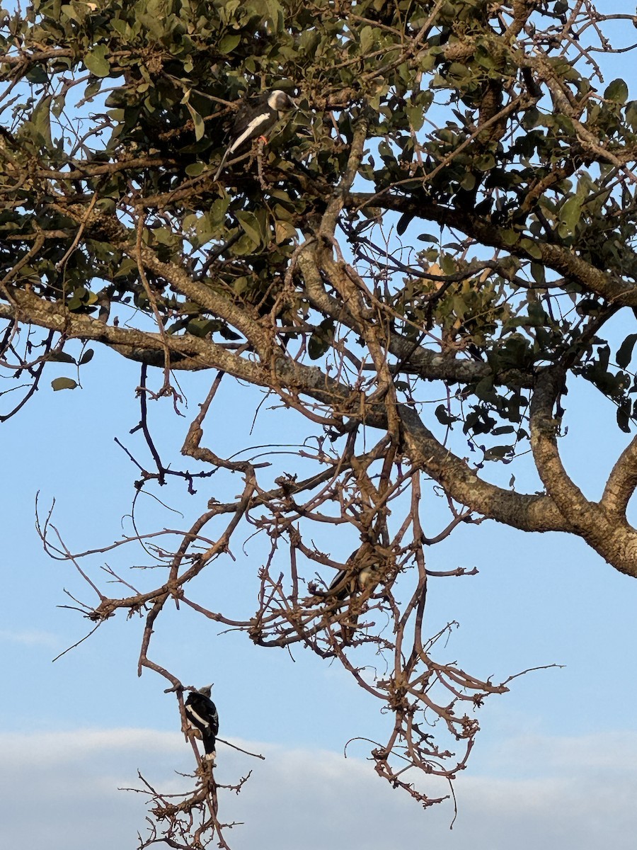 Gray-crested Helmetshrike - ML659305164